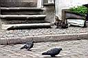 riga-miesnieku-iela2.JPG