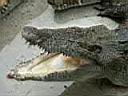 12CrocodileZoo010.JPG